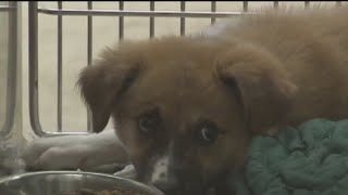 BARC animal shelter in Houston over capacity euthanized 2600 animals [upl. by Fulmer]