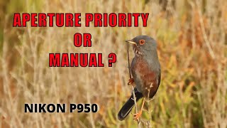 NIKON P950 APERTURE PRIORITY OR MANUAL MODE for Birding in MURCIA SPAIN [upl. by Asikal]