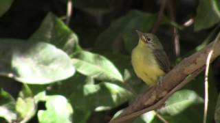 Green Backed Honeyeater  Bird watching in Australia with EjBirdwatching [upl. by Eneleh585]