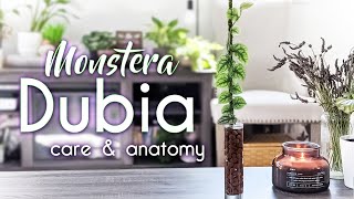 ✨🌿 RARE MONSTERA DUBIA 🌿✨  PLANT CARE amp ANATOMY  IF YOU HAVE ONE YOU NEED TO WATCH THIS [upl. by Coombs]