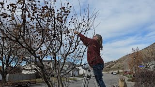 Growing Harvesting and Trying to Properly Ripen Medlars in Utah Zone 7 [upl. by Hastie400]