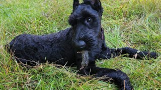 Giant Schnauzer Pup vs Rat pt 2  First Kill [upl. by Yreffoeg]