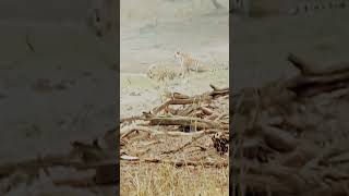 Tiger family and tiger enjoy tigerking viralvideo wildlife [upl. by Delia]