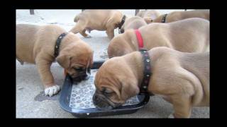 French Boxer Puppies First meal at 3 12 weeks [upl. by Ailahs]