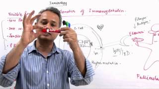 Immunology Lecture 11 Part 8 Genetics of Immunoglobulin Diversity [upl. by Pascale]