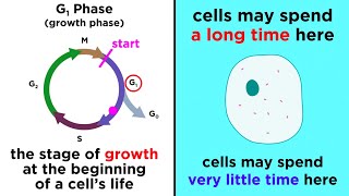 The Cell Cycle and its Regulation [upl. by Hsaka]