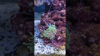 Cleaner Shrimp stealing food from coral [upl. by Brunella]