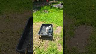 Clare the muscovy taking a cool bath on a hot day 🦆💦 [upl. by Willman176]