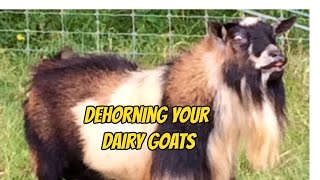 How to Dehorn Your Dairy Goat [upl. by Joannes551]