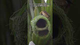 Nature Tailor at Work🐦🪹 bayaweaver nest nestbuilding nature [upl. by Enahpets]