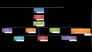 Dominio Bacteria Phylum Proteobacteria 9  Clase Alfaproteobacteria  Familia Rickettsicaeae [upl. by Nosaj]