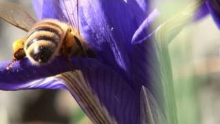 MACRO of Honey Bees in Spring Crocuses  Guisican Garden [upl. by Tibbetts567]