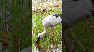 White Storks of Portugal [upl. by Albina240]