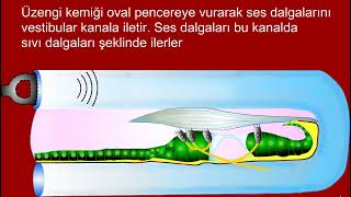 Kulakta işitme  How does hearing occur in the ear [upl. by Noryahs]