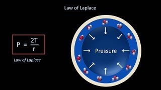 Surface Tension and Surfactant Fluid Mechanics  Lesson 12 [upl. by Noir]