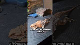 Bearded dragon shedding processbeardeddragon animals shortsfeed shortvideo shorts [upl. by Sitarski152]