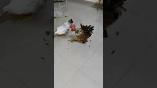 My honey rooster shouting with his girlfriend japanese bantom [upl. by Ojoj]