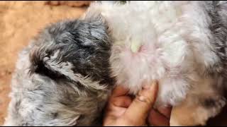 deep seated pyoderma in a shihtzu skin infection [upl. by Lenoil]