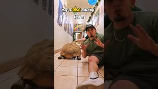 Sulcata tortoise part 2 reptilelove reptilelife reptile animals reptiles [upl. by Gombach]