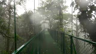 What to See in MONTEVERDE CLOUD FOREST COSTA RICA ecotourism [upl. by Pacorro]