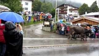 Viehscheid Kleinwalsertal 2012  Kanzelwand [upl. by Anehsak200]