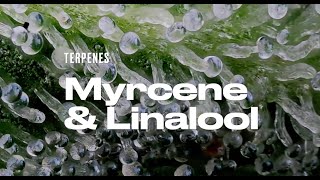 Terpenes Myrcene amp Linalool  The chill terps [upl. by Annelise100]