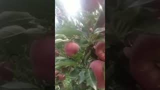 Kinoo 18 September 2024 harvesting shopian apple farming [upl. by Gerfen36]