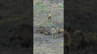 Against All Odds The Incredible Survival Story of a Warthog Who Outsmarted a Pack of Wild Dogs [upl. by Minsat660]