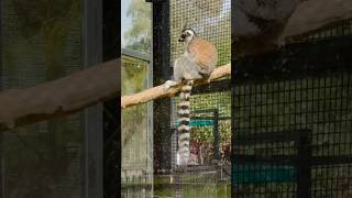 Ring tailed lemur 🦝 animals shortsviral riyadh [upl. by Weirick91]