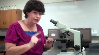 How to use a microscope and oil immersion [upl. by Gualtiero]