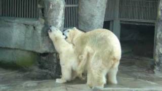 Polar bears mating in Schönbrunn [upl. by Llerod]