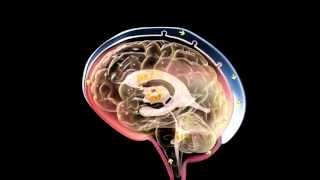 Cerebrospinal Fluid in Brain  3D Medical Animation  ABP © [upl. by Barayon690]