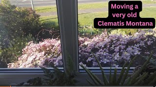 Can you move a very old Clematis Montana [upl. by Adall]