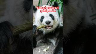 Some facts about gaint panda shortvideo wildlife wildanimal panda nature shortsviral [upl. by Ahsai]