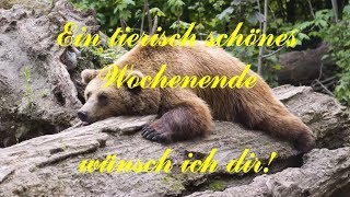 Ein tierisch schönes Wochenende wünsche ich dir  Videogrüße zum Versenden [upl. by Azzil]