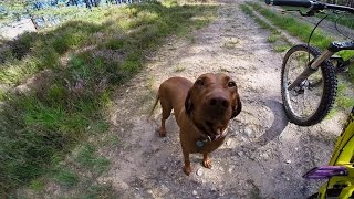 GoPro Amber the Downhill Dog [upl. by Nevin]