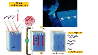 Agarose gel electrophoresis [upl. by Einahpets]