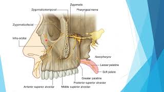 6 pterygopalatine fossae [upl. by Mehetabel]