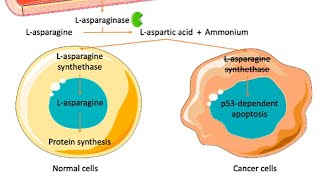 Mechanism of action of LAsparaginase chemotherapy [upl. by Yanrahs]