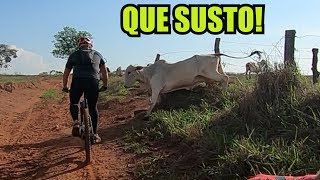 NUNCA ENTRE NA FRENTE DE UM BOI NELORE trilha do vale  MTB [upl. by Suiraj]