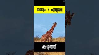 7 എല്ലുകൾ കൊണ്ട് ജീവിക്കുന്ന ജിറാഫ് giraffe neck bones malayalam [upl. by Kanya]