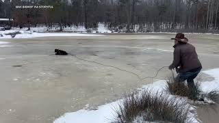 Neighborhood cowboy saves calf with epic lasso skills [upl. by Holly]