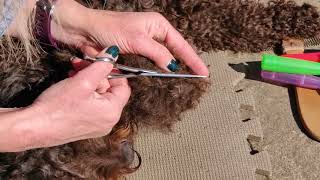 Barbet dog basic brushing technique [upl. by Niotna]