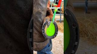 satisfying horse hoof trimming horsecare hoof satisfying horseshoe [upl. by Xavier942]