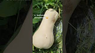 What has cross pollinated with my butternutsquash 😳 backyardgardening ohio gardening [upl. by Tinaret]