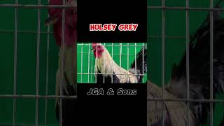 WGE 2024 Poultry Expo  Hulsey Grey [upl. by Irish]