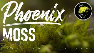 How To Attach amp Care For Phoenix Moss Fissidens Fontanus [upl. by Head]