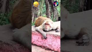 Top Secret 👽 funny videoshorts monkey shortsvideo animals indimation shortfeed [upl. by Sidonie]