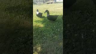 ducker duck blackswedishduck animals nature quacking cinnomroll Waffles muffin [upl. by Alhak]