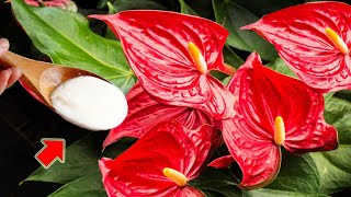 Just Pour 1 Spoon Weak Anthurium Blooms Immediately And Blooms All Year Round [upl. by Kliman]